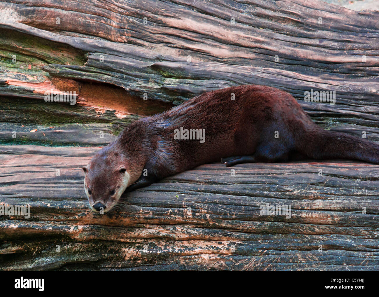 North American River Otter Stockfoto