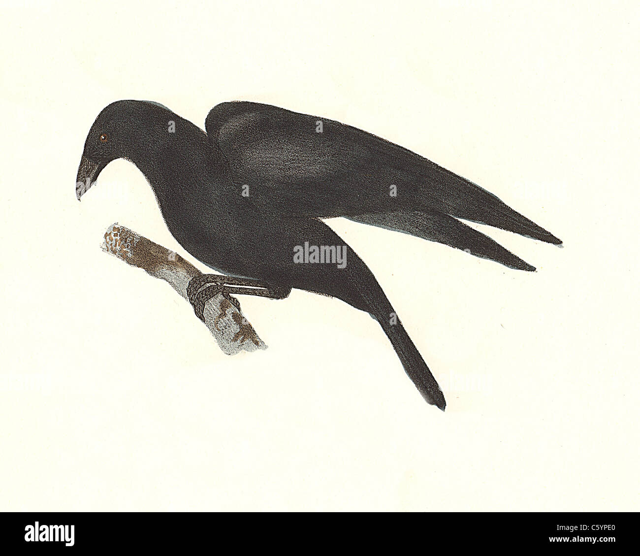 Die gemeinsame Crow, Amerikanische Krähen (Corvus americanus, Corvus brachyrhynchos) vintage Vogel Lithographie - James De Kay, Zoologie von New York, Fauna, Vögel Stockfoto