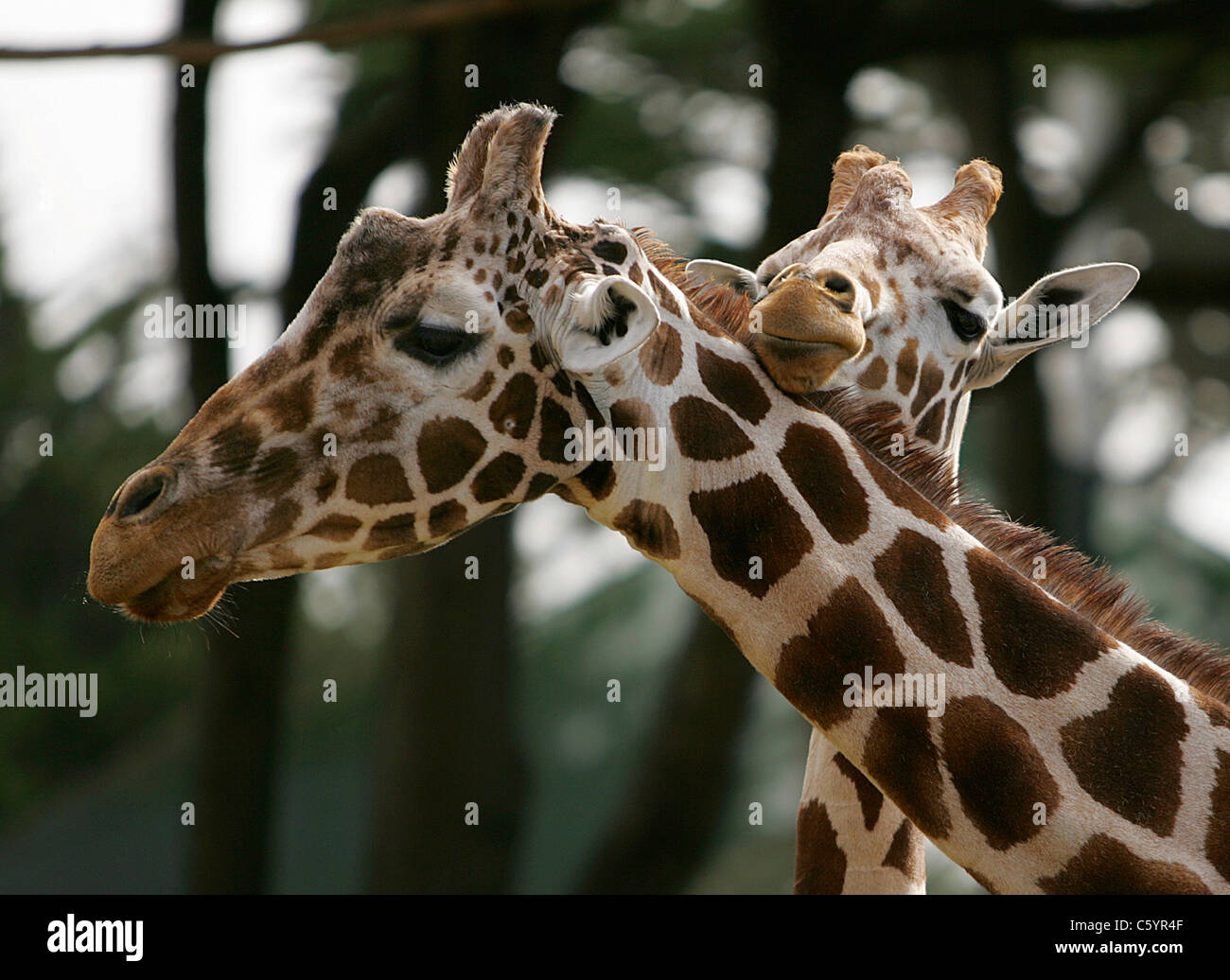 Ineinander verschlungene Giraffen im Zoo von San Francisco. Stockfoto