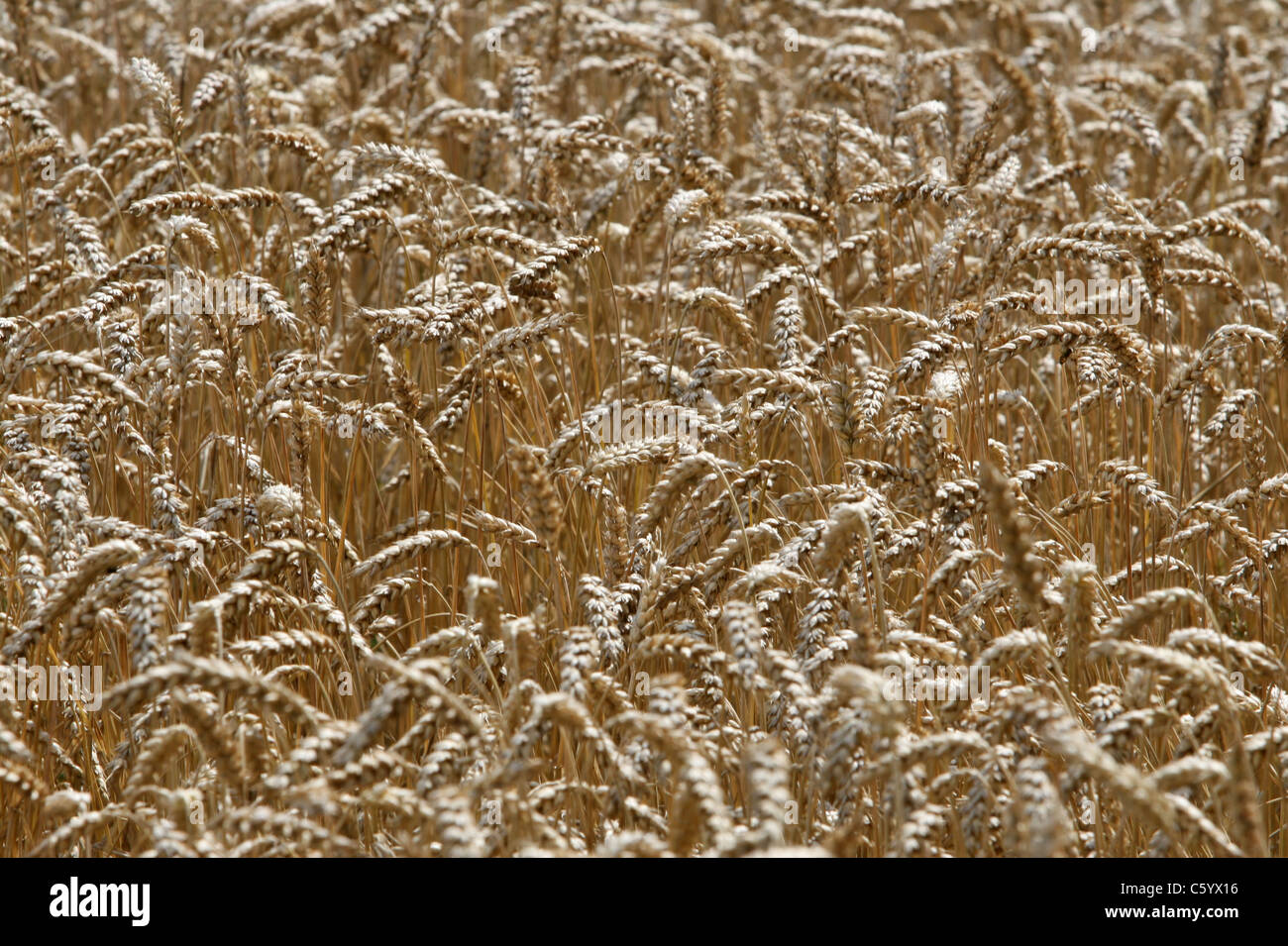 Nahaufnahme der Sommer Getreide in Wiltshire Feld England 2015 Stockfoto