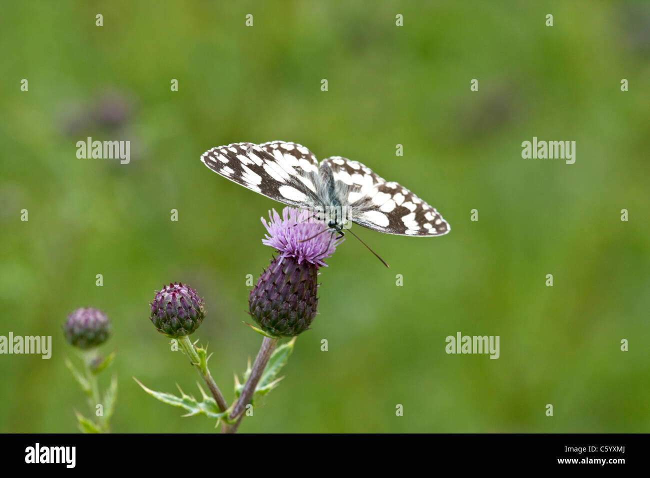 Marmorierte weißer Schmetterling, Melanargia Galathea, Fütterung auf Marsh Distel Blumen. Stockfoto