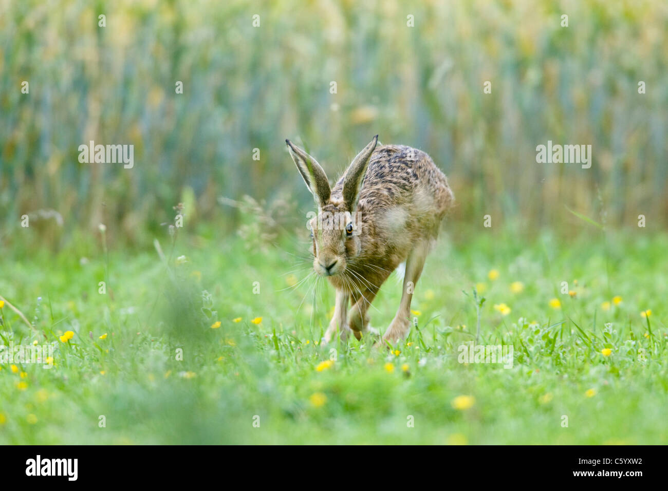 Brauner Hase Lepus Europaeus quer Feld Stockfoto