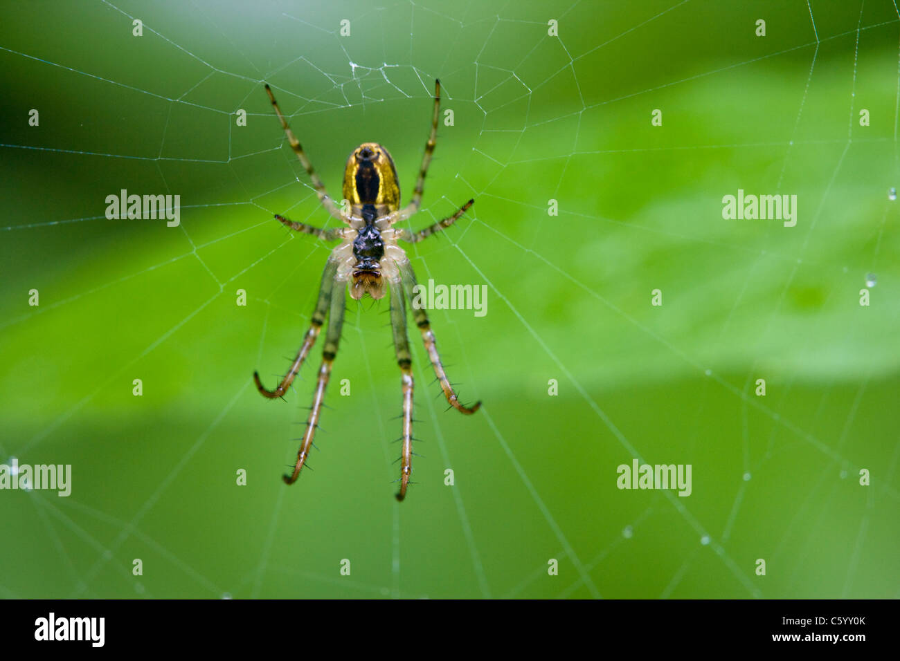 Unterseite des ein Wasp Spider Argiope Bruennichi. Stockfoto
