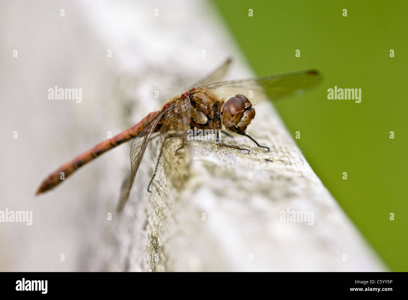 Männliche gemeinsame Darter Sympetrum Striolatum Libelle ruht auf Holzbalken. Stockfoto