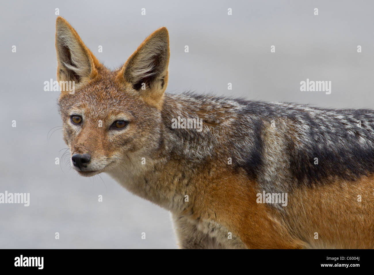 Black-backed Jackal (Canis Mesomelas) im Addo Elephant Park in Südafrika. Stockfoto