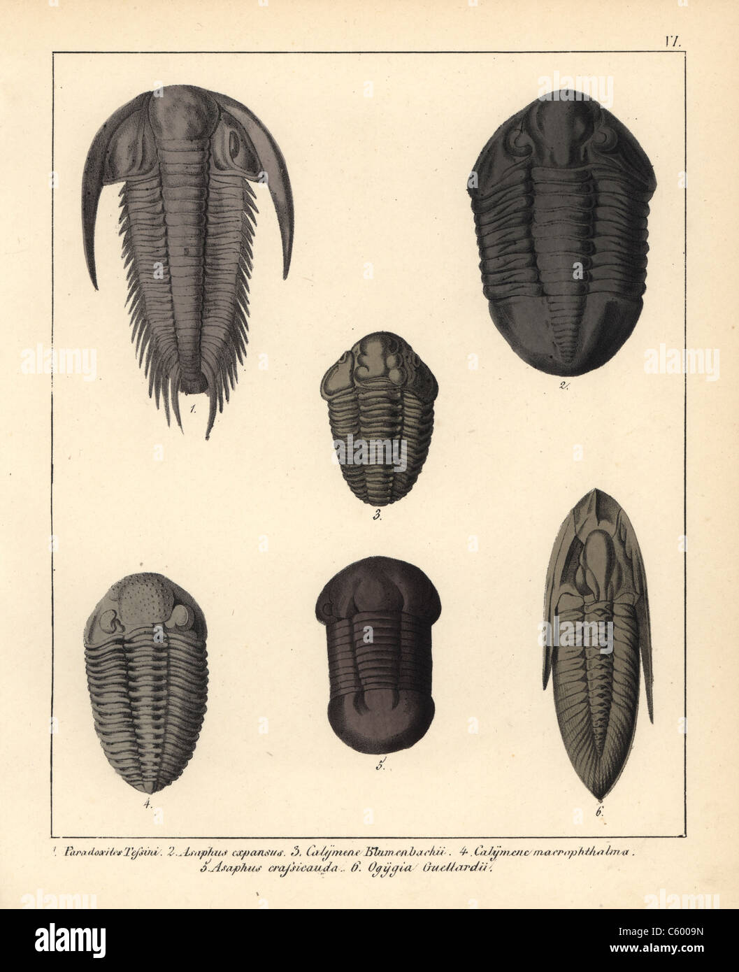 Fossilien von ausgestorbenen Trilobiten Stockfoto