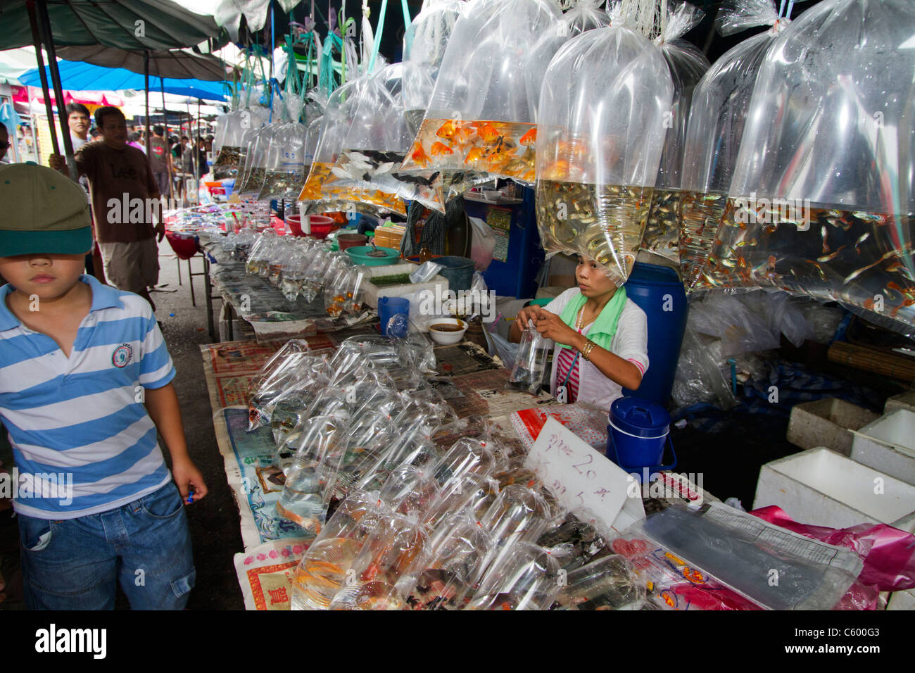 lebende Fische in Plastiktüten in Chatuchak Marktstand in Bangkok, Thailand Stockfoto