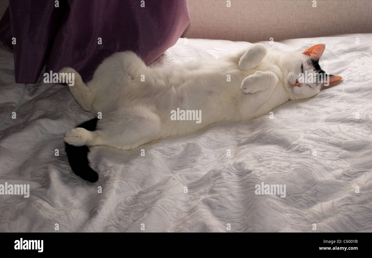 Weiße und schwarze Katze schlafen auf eine Bettdecke lag auf dem Rücken mit den Füßen Pfoten IN DER LUFT Stockfoto