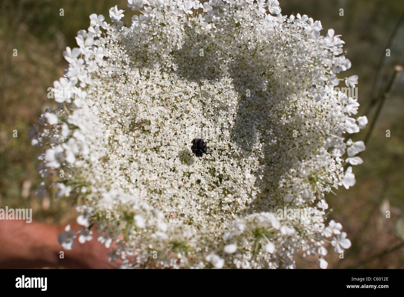 QUEEN ANNE ES LACE WILDE BLUME IN EL CHORRO SPANIEN WÄCHST Stockfoto