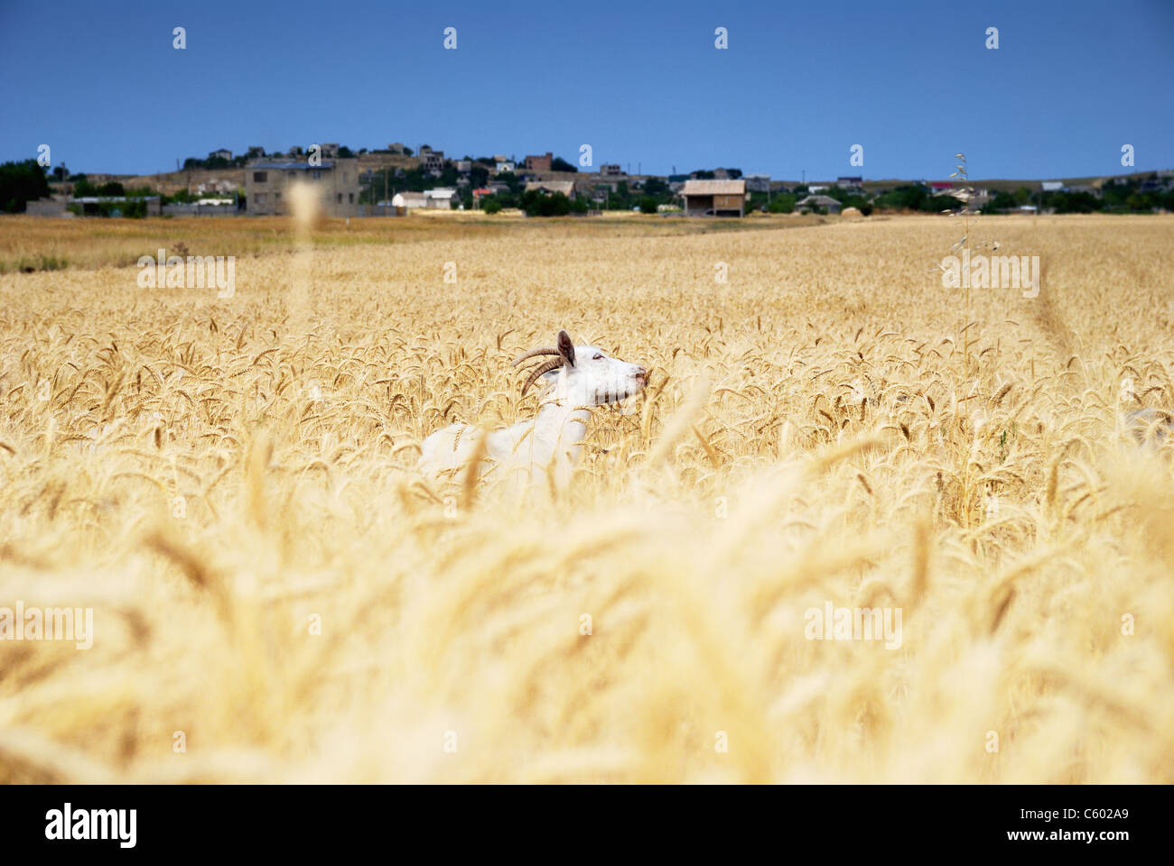 Ziege im Weizenfeld Stockfoto