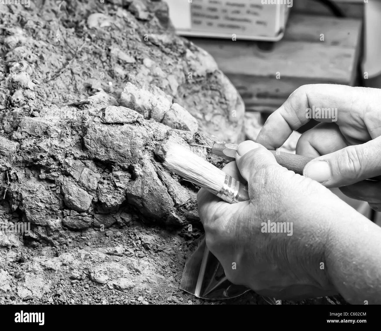 Ein freiwilliger arbeitet mit einem Pinsel und einem Stift als sie bereitet und einen Phytosaur fossile Schädel stellt. Stockfoto