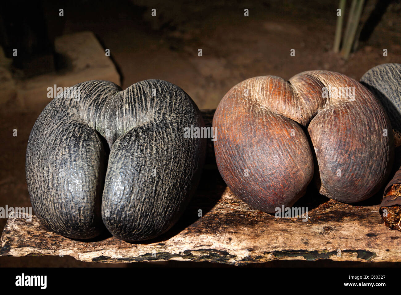 Coco De Mer, Vallee de Mei, Praslin, Seychellen Stockfoto