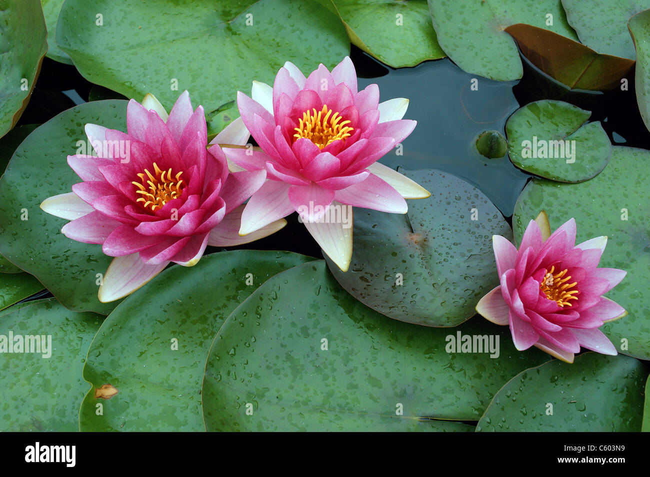 Drei rosa Seerosen zwei plus eine zerbrechliche Schönheit Nymphea Stockfoto