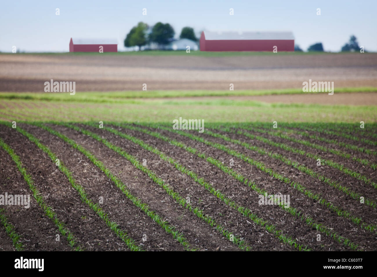 USA, Illinois, Metamora, Feld mit Getreide Stockfoto