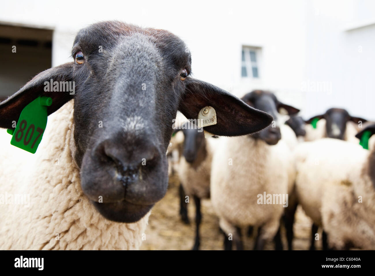 USA, Illinois, Metamora, Nahaufnahme von tagged Schafe Stockfoto