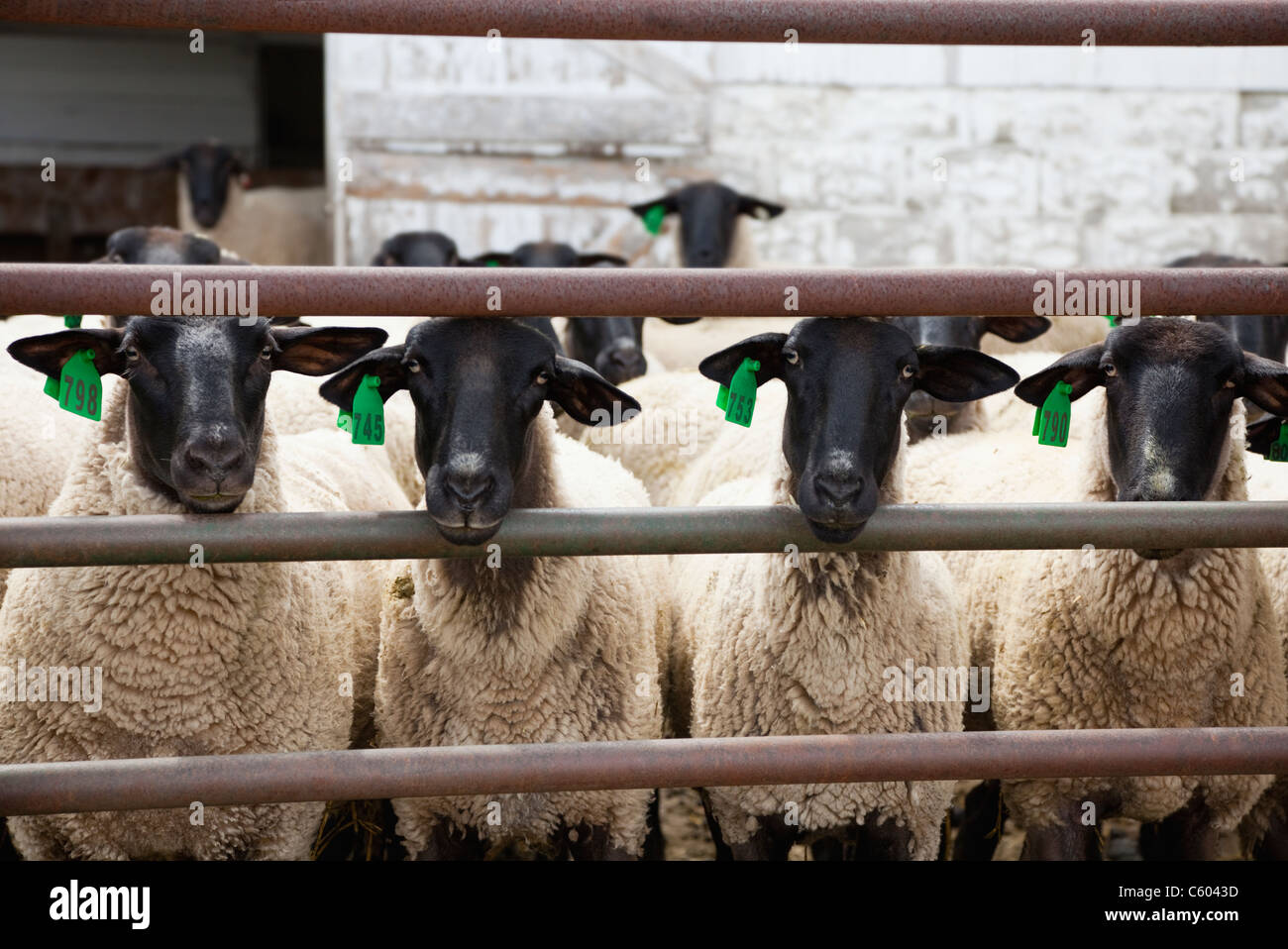 USA, Illinois, Metamora, tagged Schafe im Stall Stockfoto