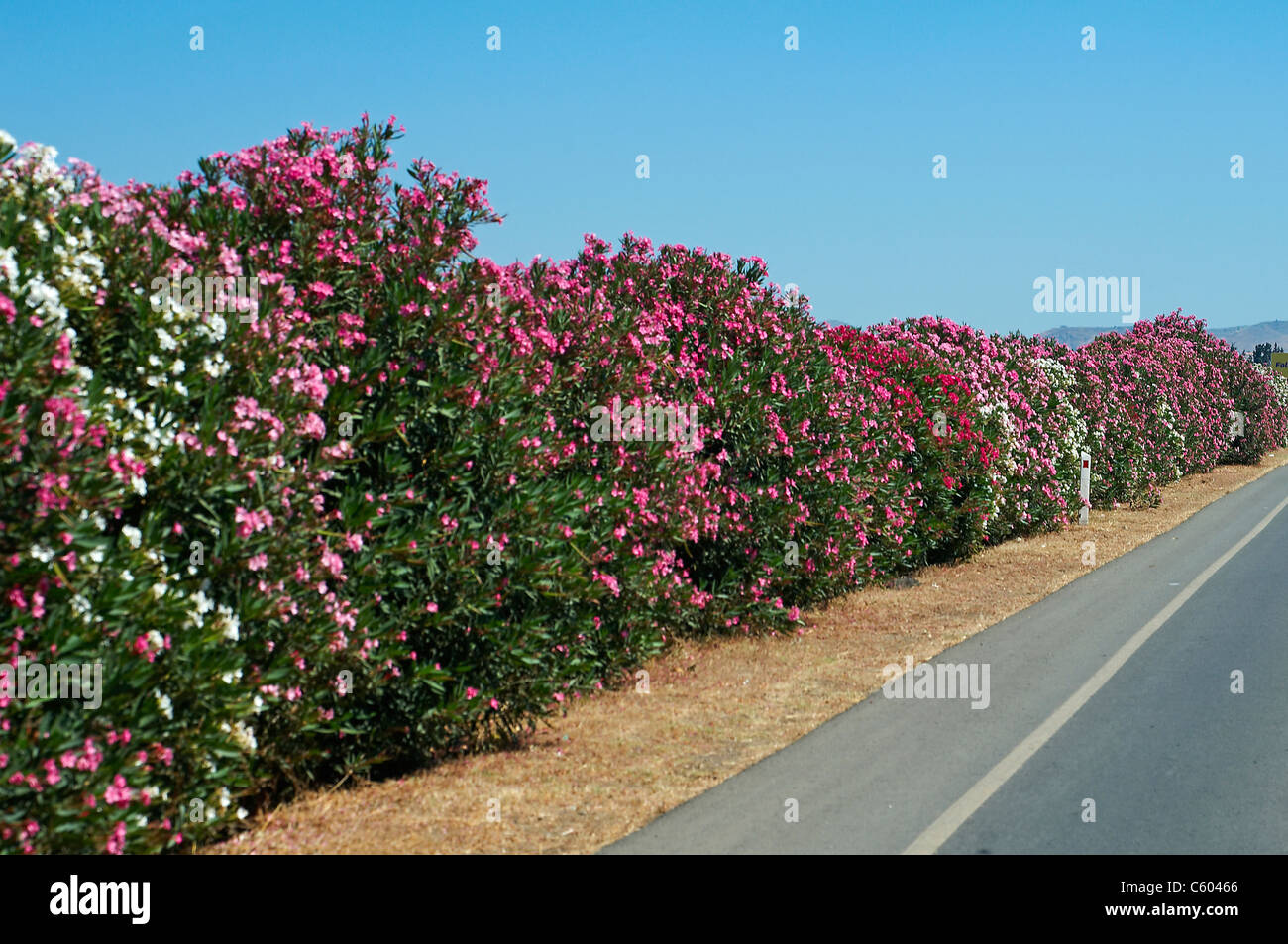 Die bunt blühende Wegränder im Frühsommer in Paphos Südzypern Stockfoto