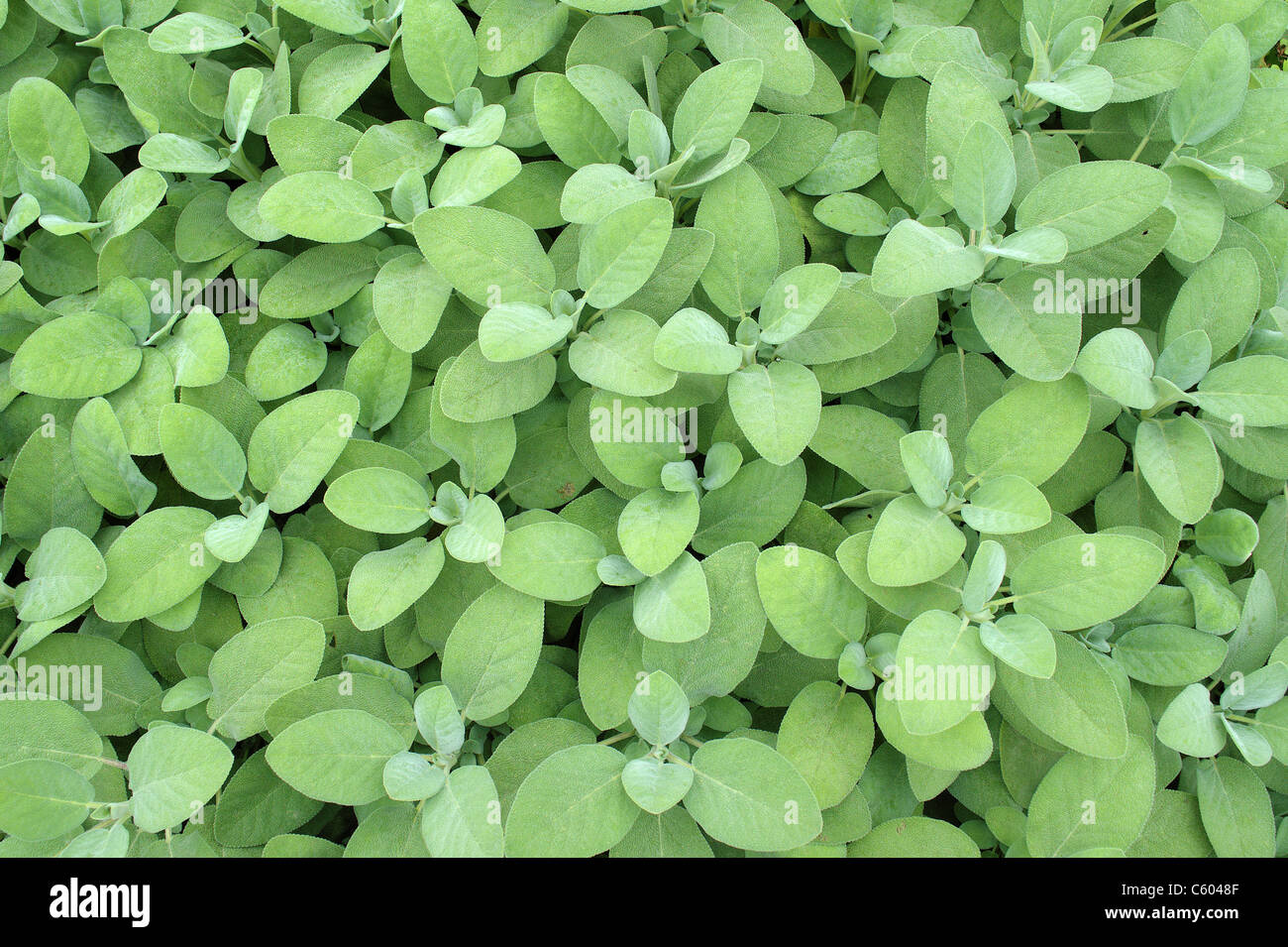 Kühle Salbeiblätter frische grüne Salvia Officinalis "Breggarten" Stockfoto
