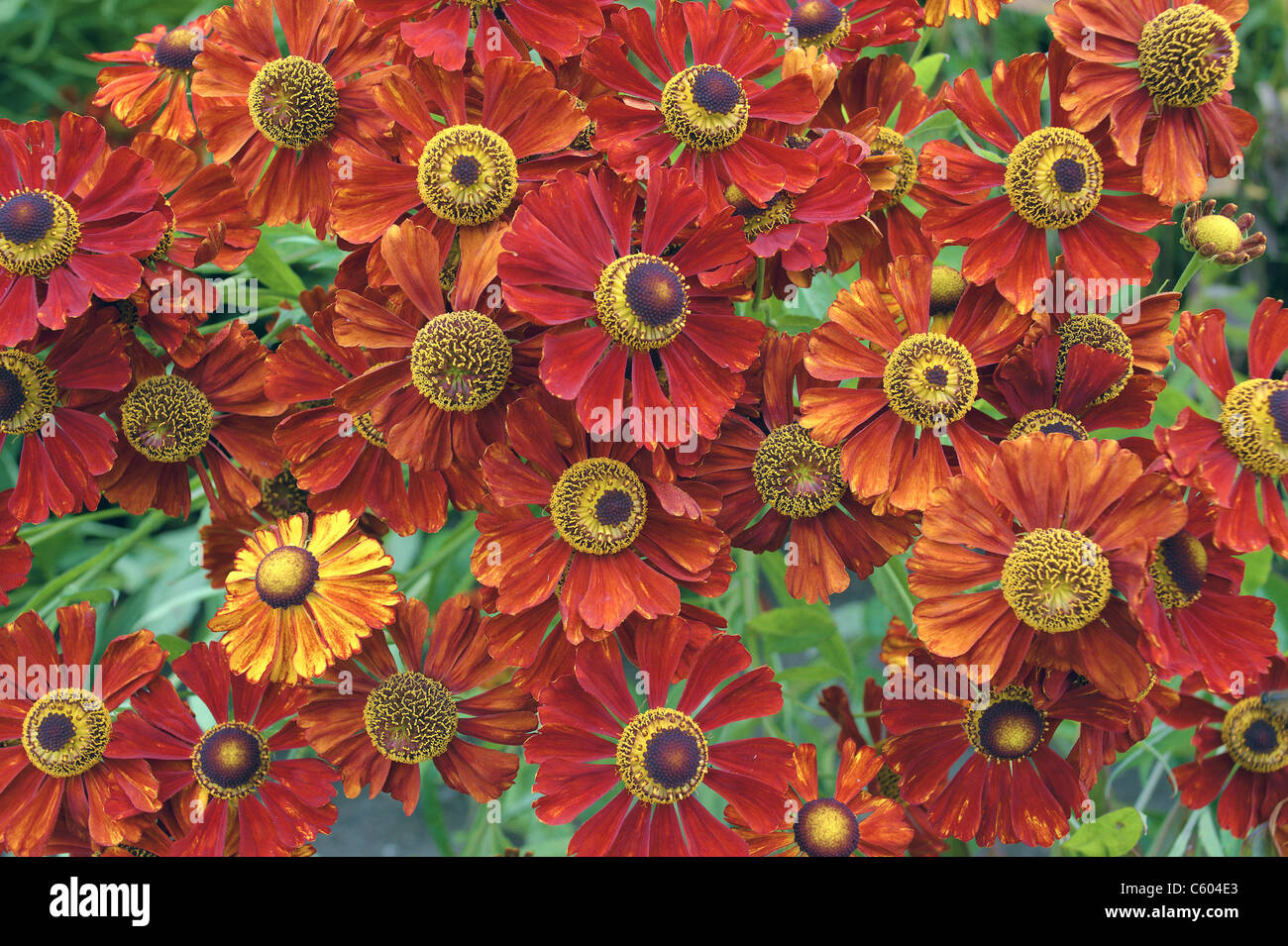 Blumen rot orange Helen cluster-Helenium Stockfoto