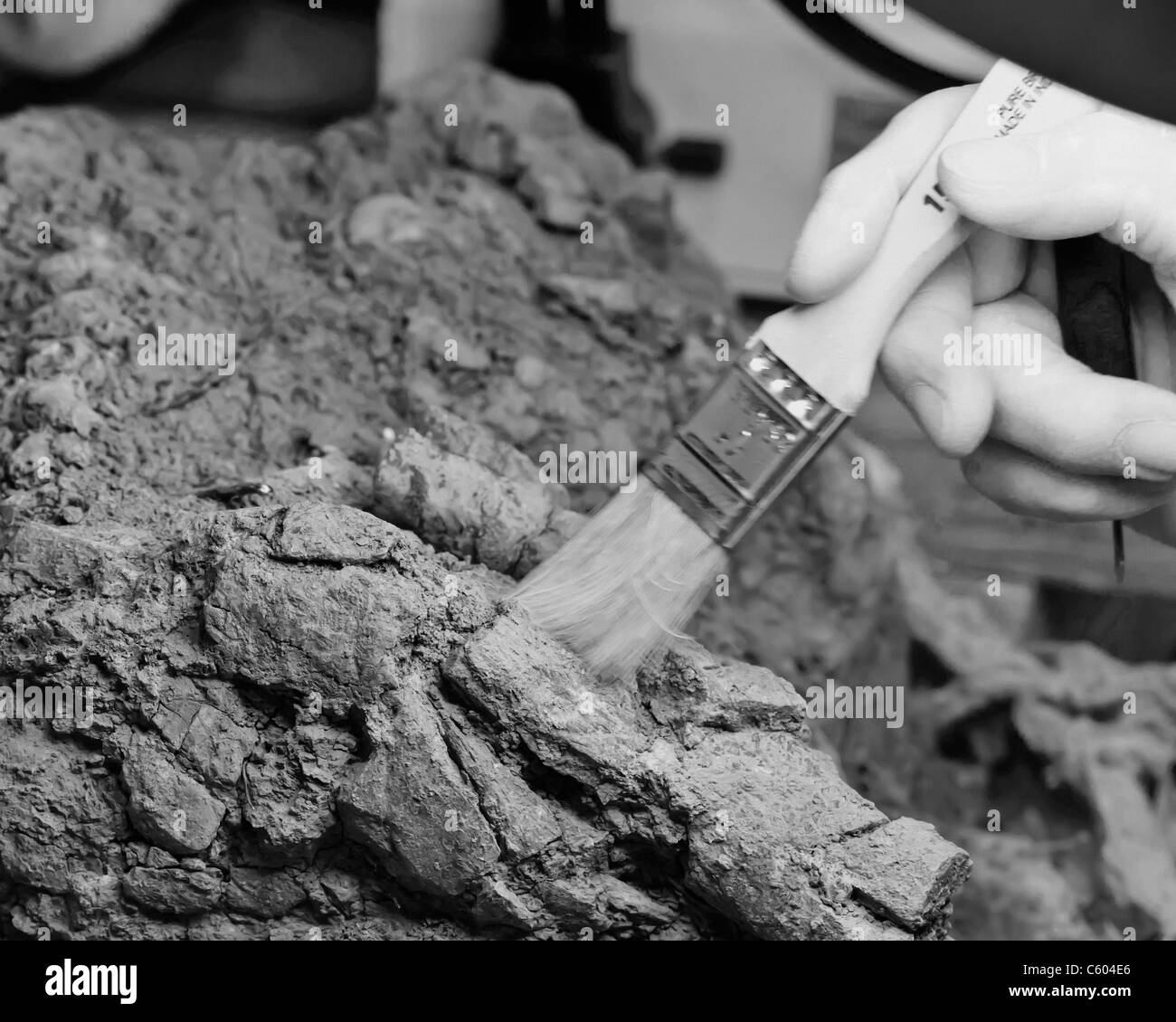 Freiwillige Bürsten Schutt aus fossilen Schädel am St. George Dinosaurier Discovery Site. Stockfoto