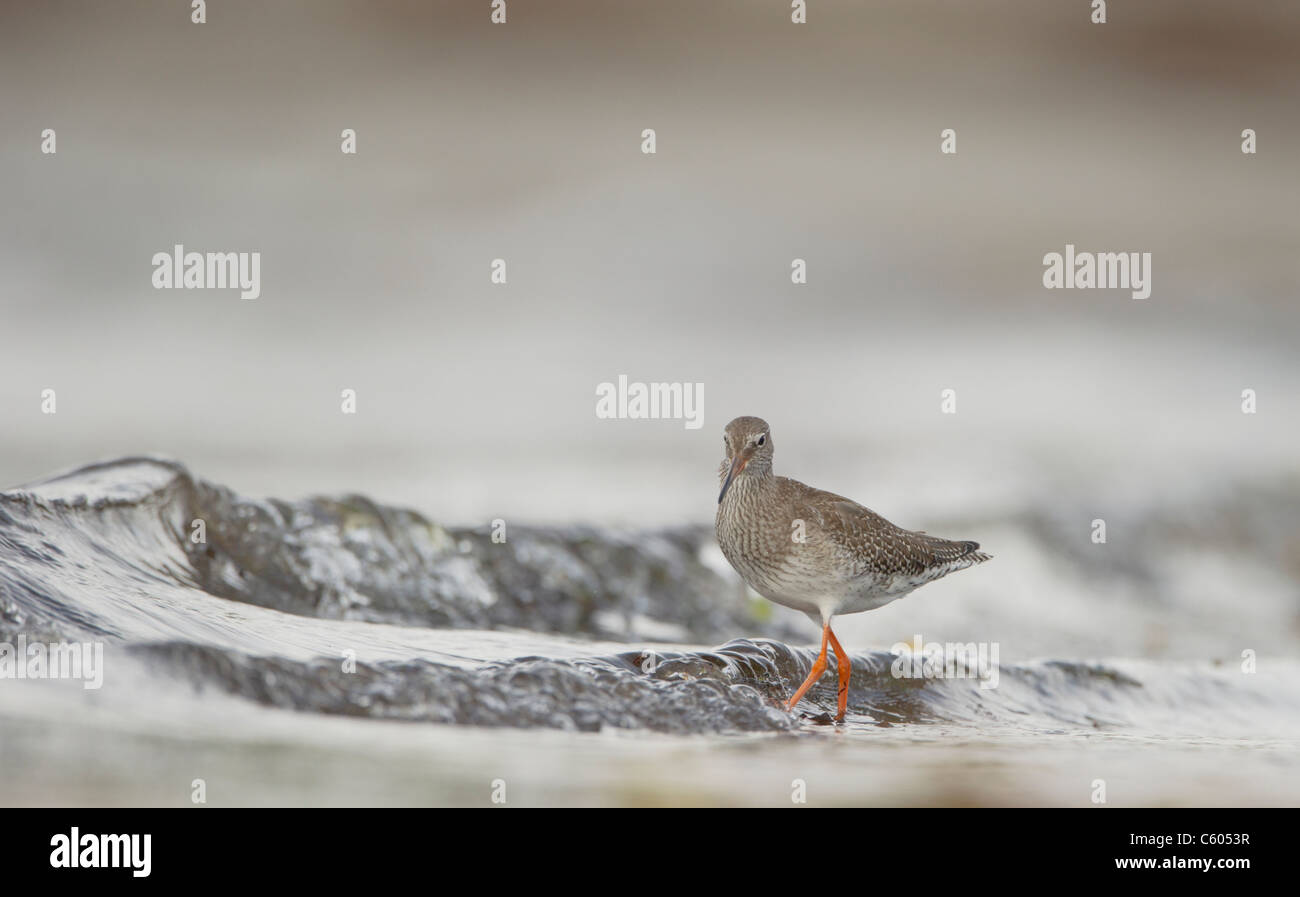 Rotschenkel Tringa Totanus Wellen ein Erwachsenen auf Nahrungssuche unter brechen in den Gezeiten Untiefen. September. Shetland-Inseln, Schottland, UK Stockfoto
