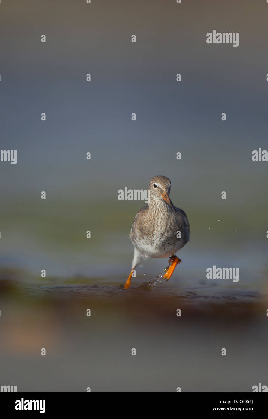 Rotschenkel Tringa Totanus Wellen ein Erwachsenen auf Nahrungssuche unter brechen in den Gezeiten Untiefen. September. Shetland-Inseln, Schottland, UK Stockfoto