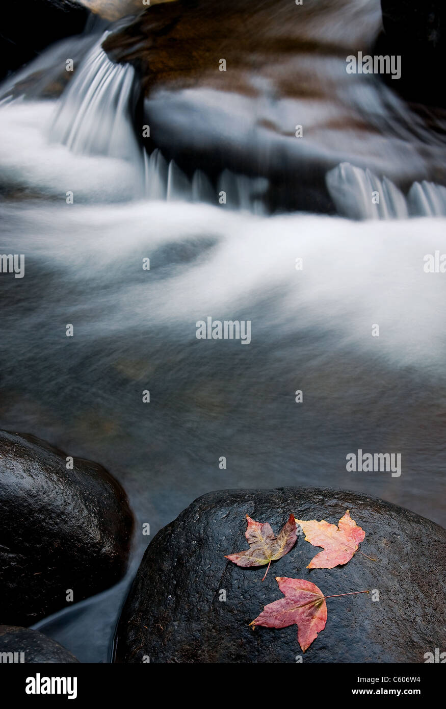 Landschaft mit verschwommenen Fluß und Blatt im Vordergrund Stockfoto