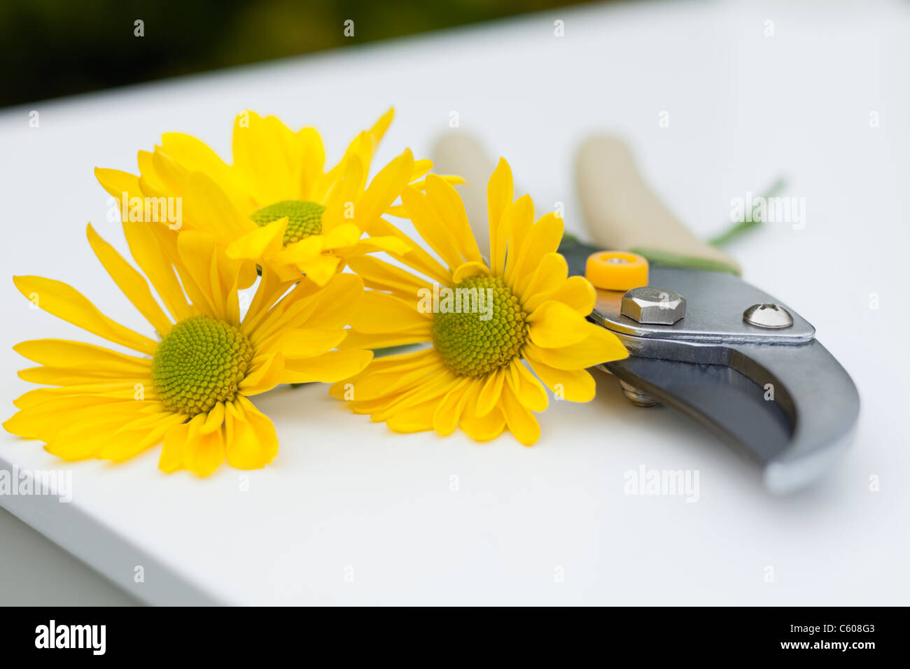 USA, Illinois, Metamora, gelben Blüten und Gartenscheren Stockfoto