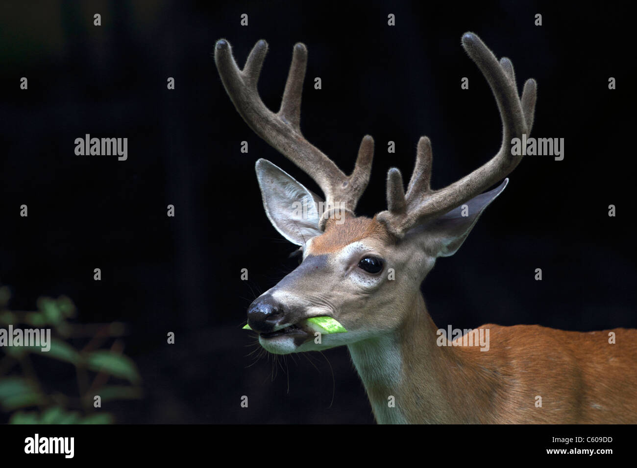 Ein weiß - angebundene Rotwild Buck, Odocoileus Virginianus, mit seinem Geweih in samt Essen eine Wassermelone Rinde umhüllt. Stockfoto