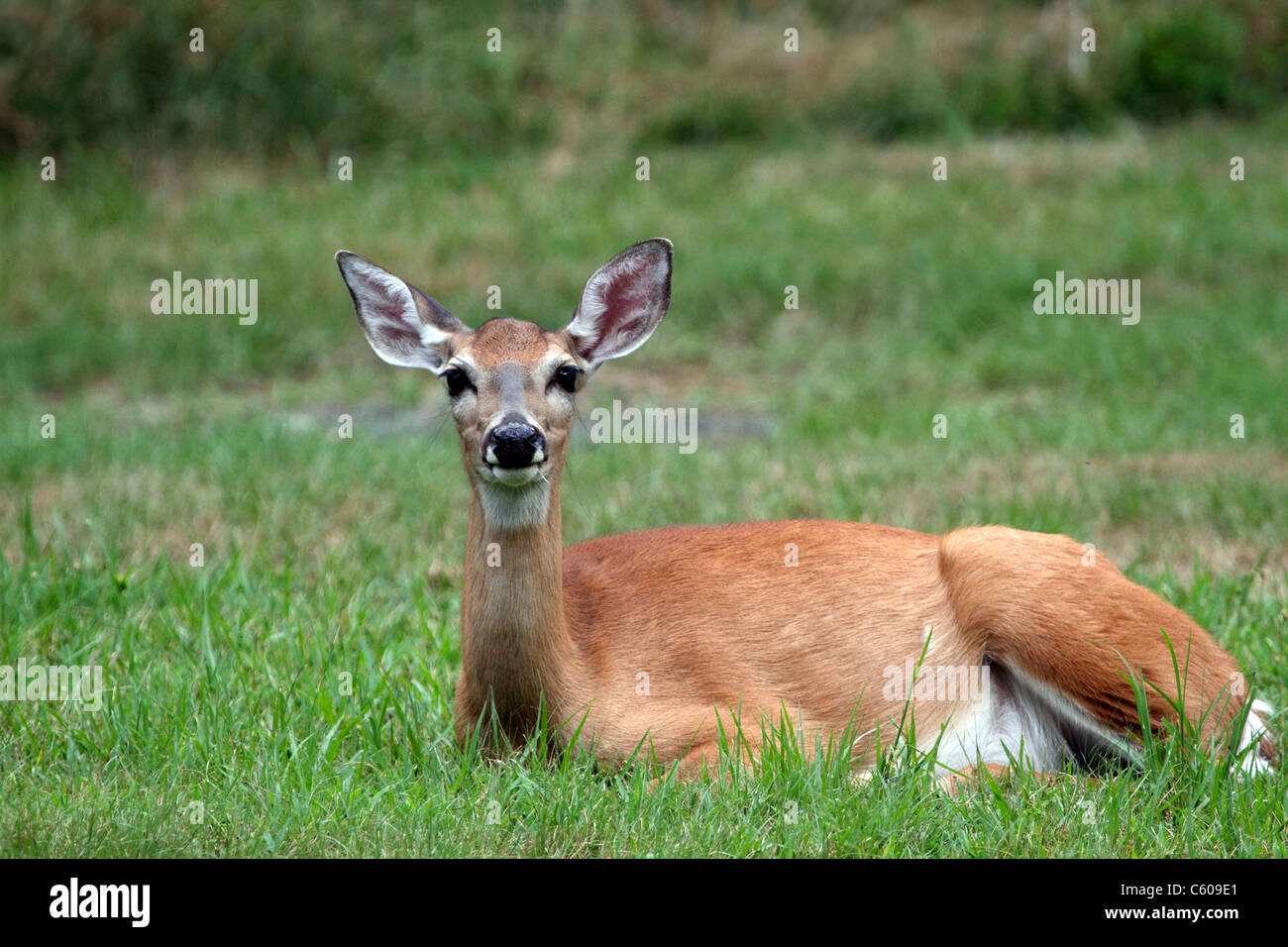 Ein Whitetail Deer Doe, Odocoileus Virginianus, ruht in der Wiese. Gewehr Camp Park, Woodland Park, New Jersey, USA Stockfoto