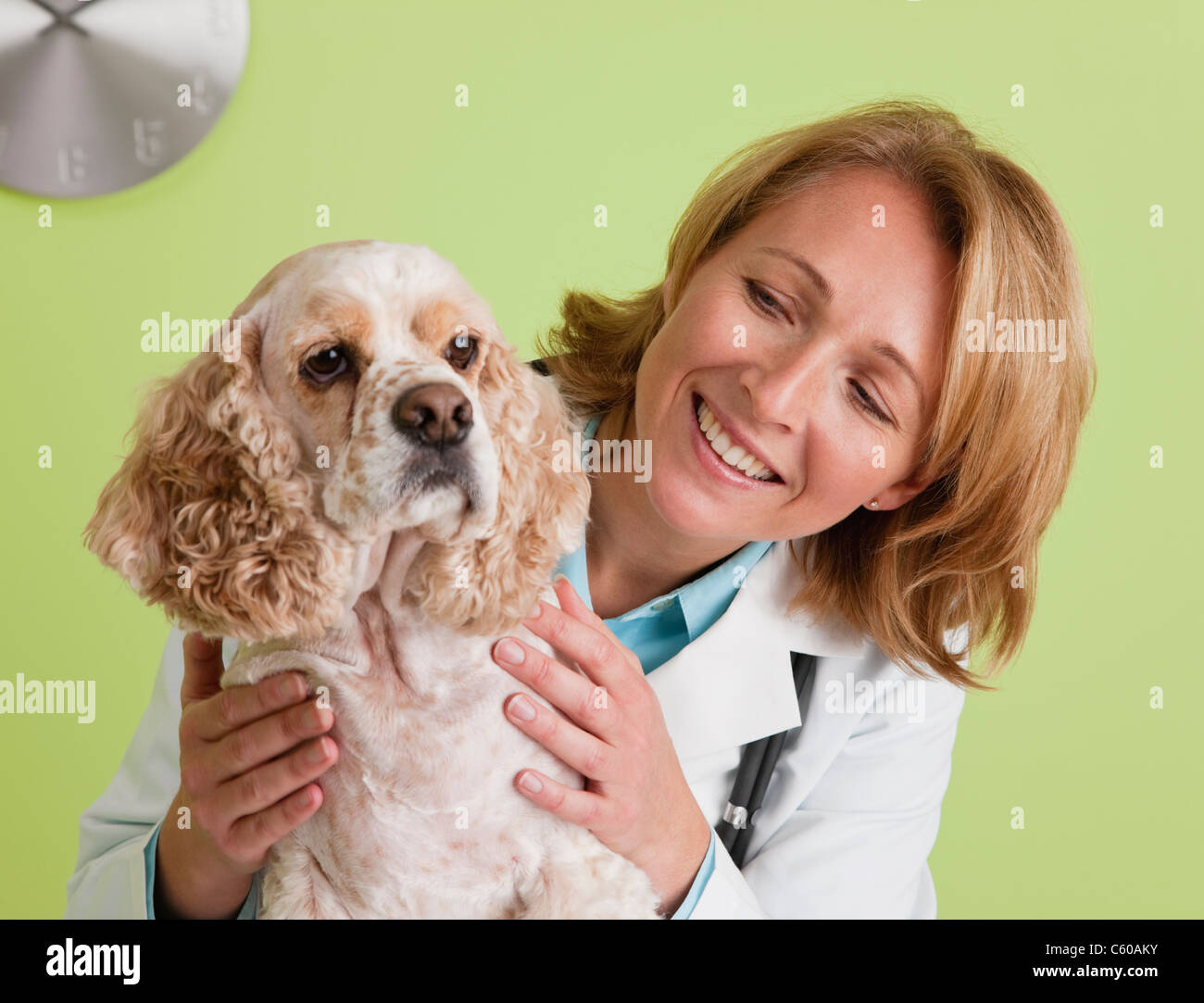 Porträt von Tierarzt und Cocker Spaniel Hund, Metamora, Illinois, USA Stockfoto