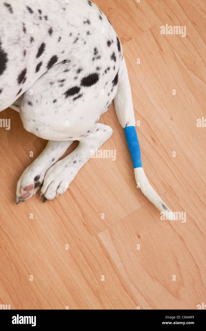 USA, Illinois, Metamora, niedrige Teil der dalmatinischen Schwanz gewickelt im Verband Stockfoto