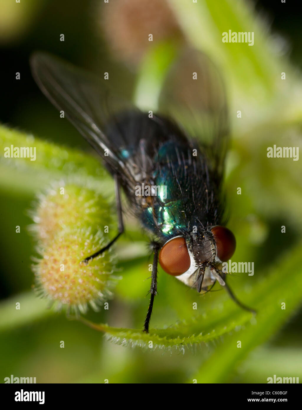 Greenbottle Fly (Lucilia Arten, wahrscheinlich Sericata) Stockfoto