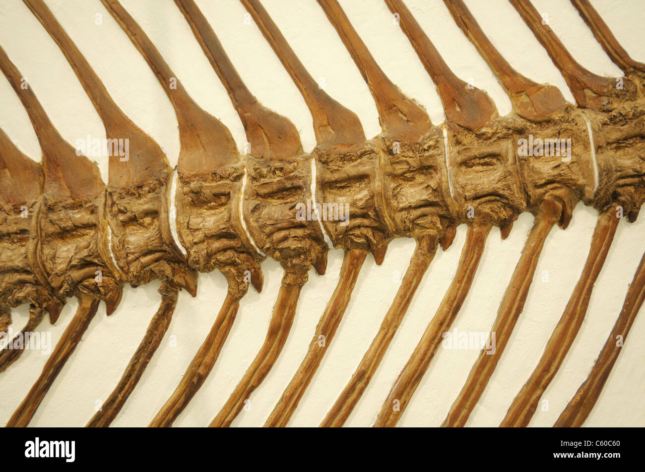 Versteinerte Rückgrat einer Knochenfische, Xiphactinus Audax, aus der späten Kreidezeit Stockfoto