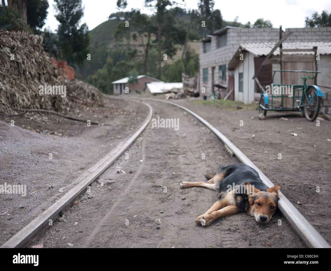 Ein Hund liegt auf Gleisen in die Mountain Village von Guamote in Ecuador. Stockfoto