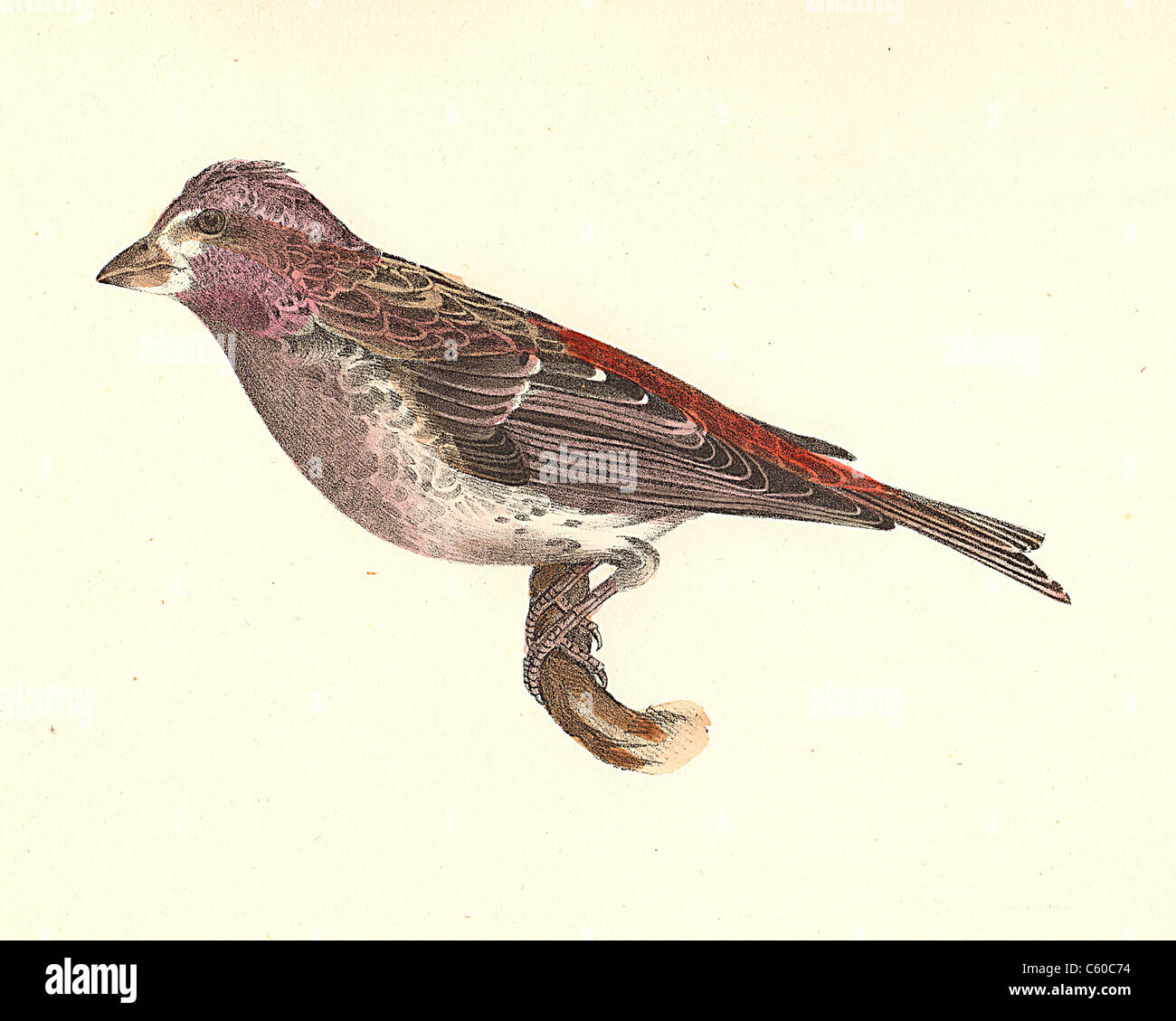 Die Crested Purple Finch oder Purple Finch (Erythrospiza purpurea, Carpodacus purpureus) vintage Vogel Lithographie - James De Kay, Zoologie von NY, Vögel Stockfoto
