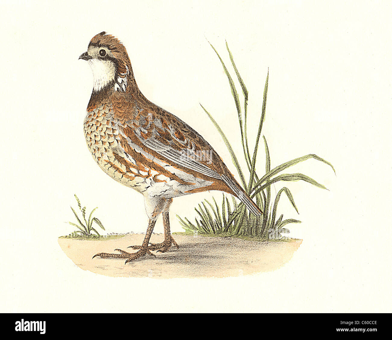 Die amerikanische Wachtel, nördlichen Bobwhite, Bobwhite Wachtel - männlich - (Ortyx virginiana, Colinus virginianus) vintage Vogel Lithographie, James De Kay, NY Vögel Stockfoto