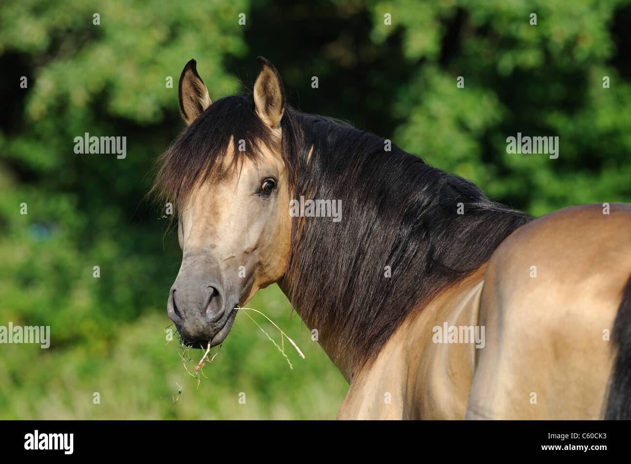 Andalusische Pferd (Equus Ferus Caballus), Porträt von Dun Hengst. Stockfoto