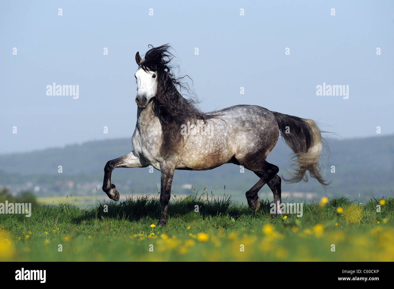 Andalusische Pferd (Equus Ferus Caballus). Dapple-Gray Hengst im Trab auf einer Wiese. Stockfoto