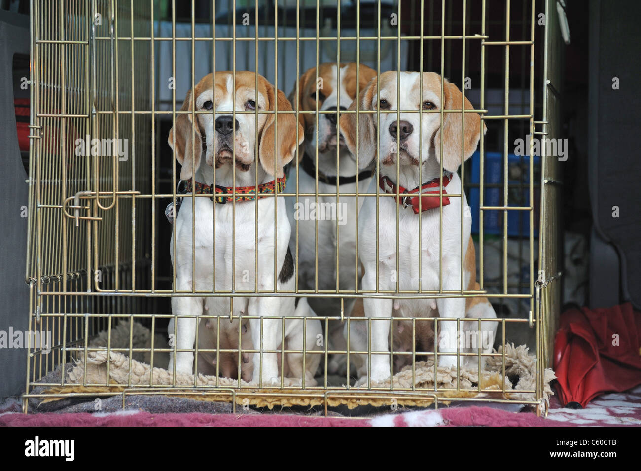 Beagle (Canis Lupus Familiaris), Käfig drei Personen in einem Transport im Auto. Stockfoto