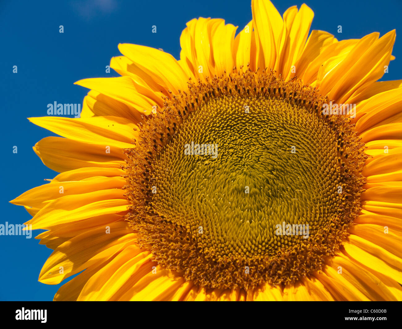 Nahaufnahme einer Sonnenblume. Isoliert am blauen Himmel Stockfoto