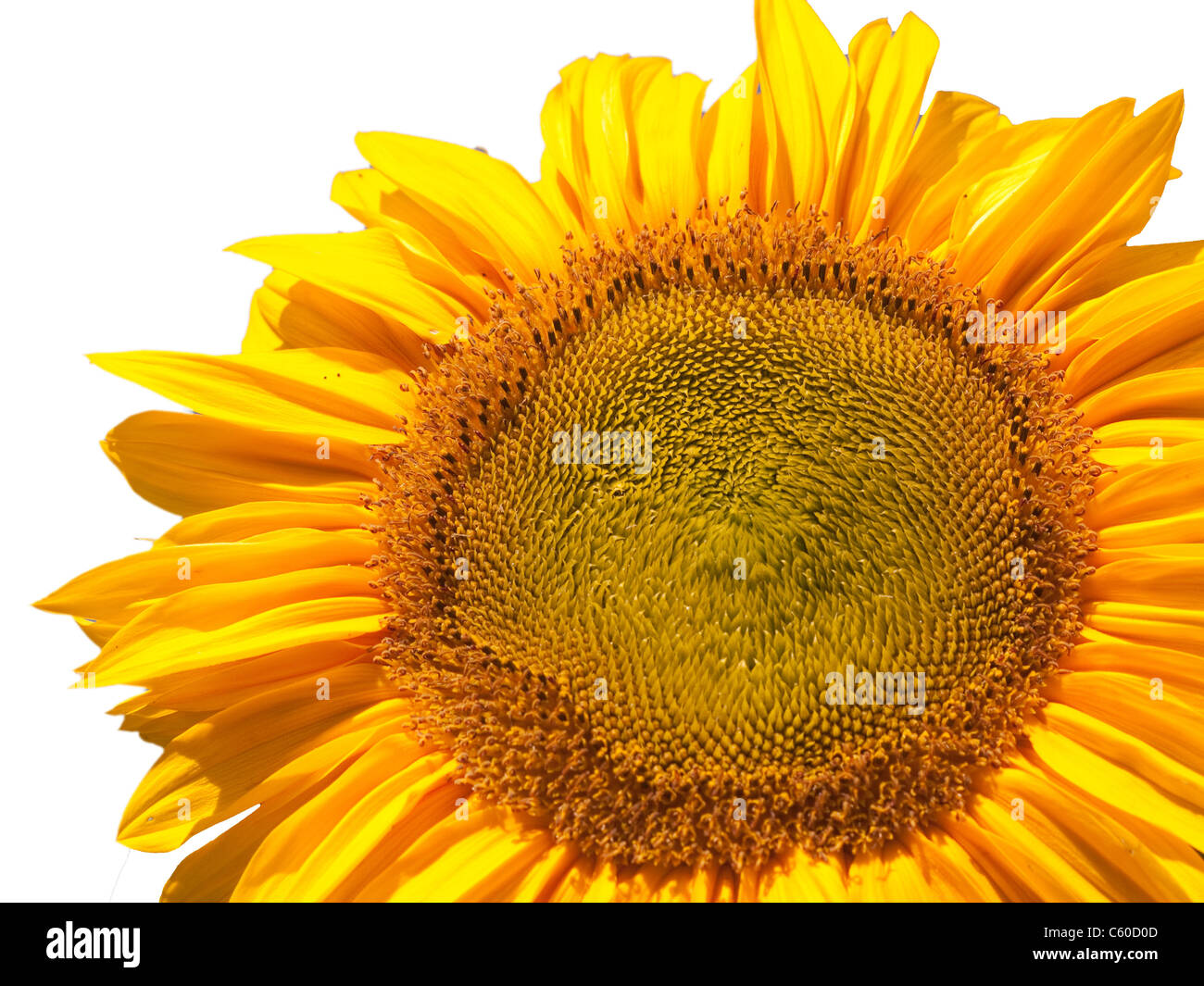 Nahaufnahme einer Sonnenblume. Isoliert auf weiß Stockfoto