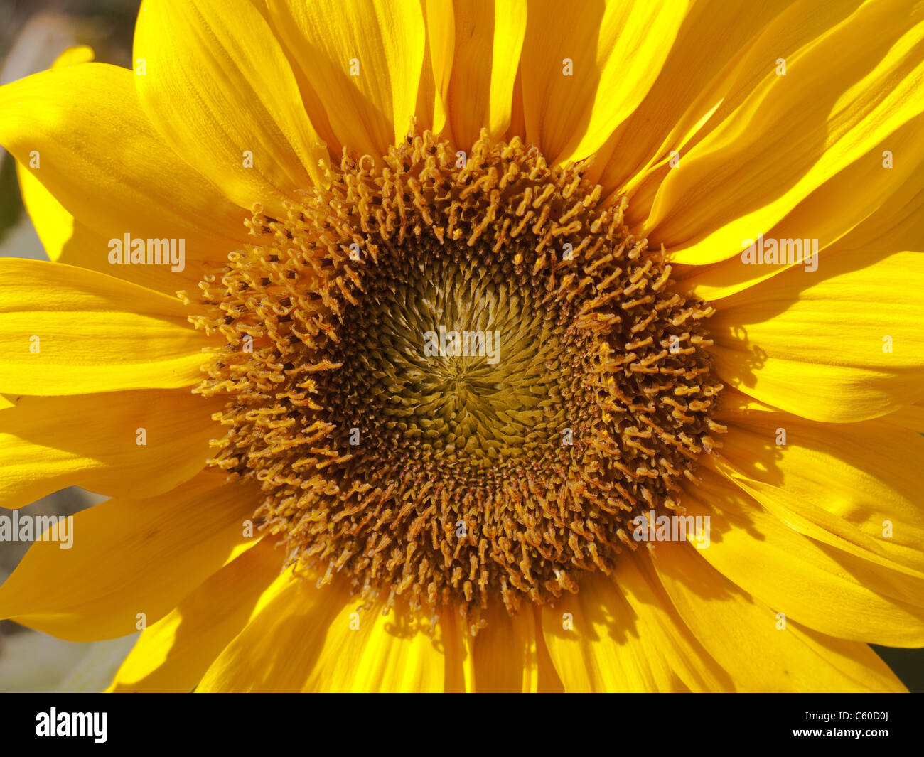 Nahaufnahme eines Herzens einer Sonnenblume Stockfoto