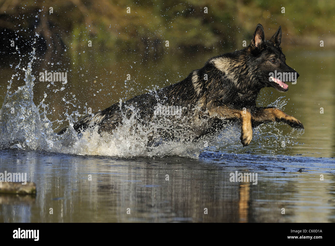 Deutscher Schäferhund, Elsässer (Canis Lupus Familiaris). Männchen, die durch Wasser laufen. Stockfoto