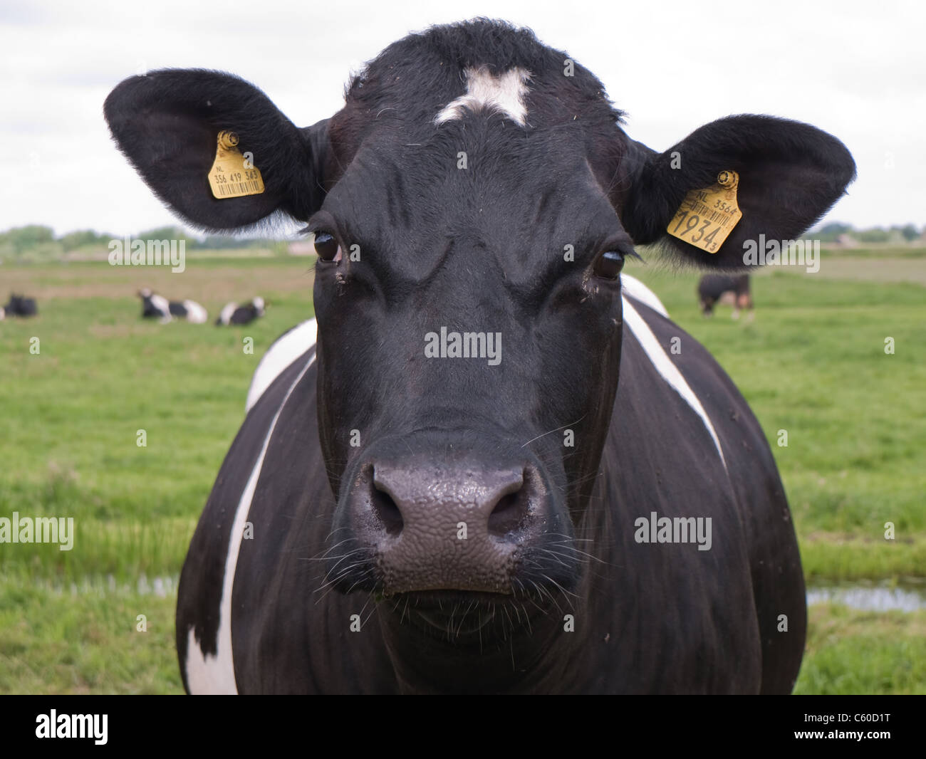 Kuh mit Ohrmarkierungen, die in die Kamera schauen. Vorderansicht mit verschwommener Landschaft mit anderen Kühen Stockfoto