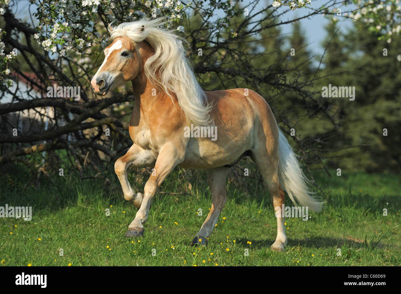 Haflinger-Pferd (Equus Ferus Caballus). Wallach in Galopp auf einer Wiese. Stockfoto