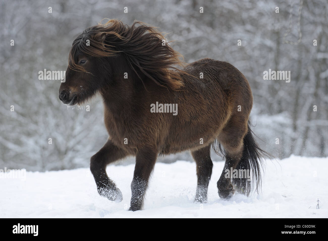 Isländische Pferd (Equus Ferus Caballus), das Pferd im Trab auf einer schneebedeckten Wiese. Stockfoto