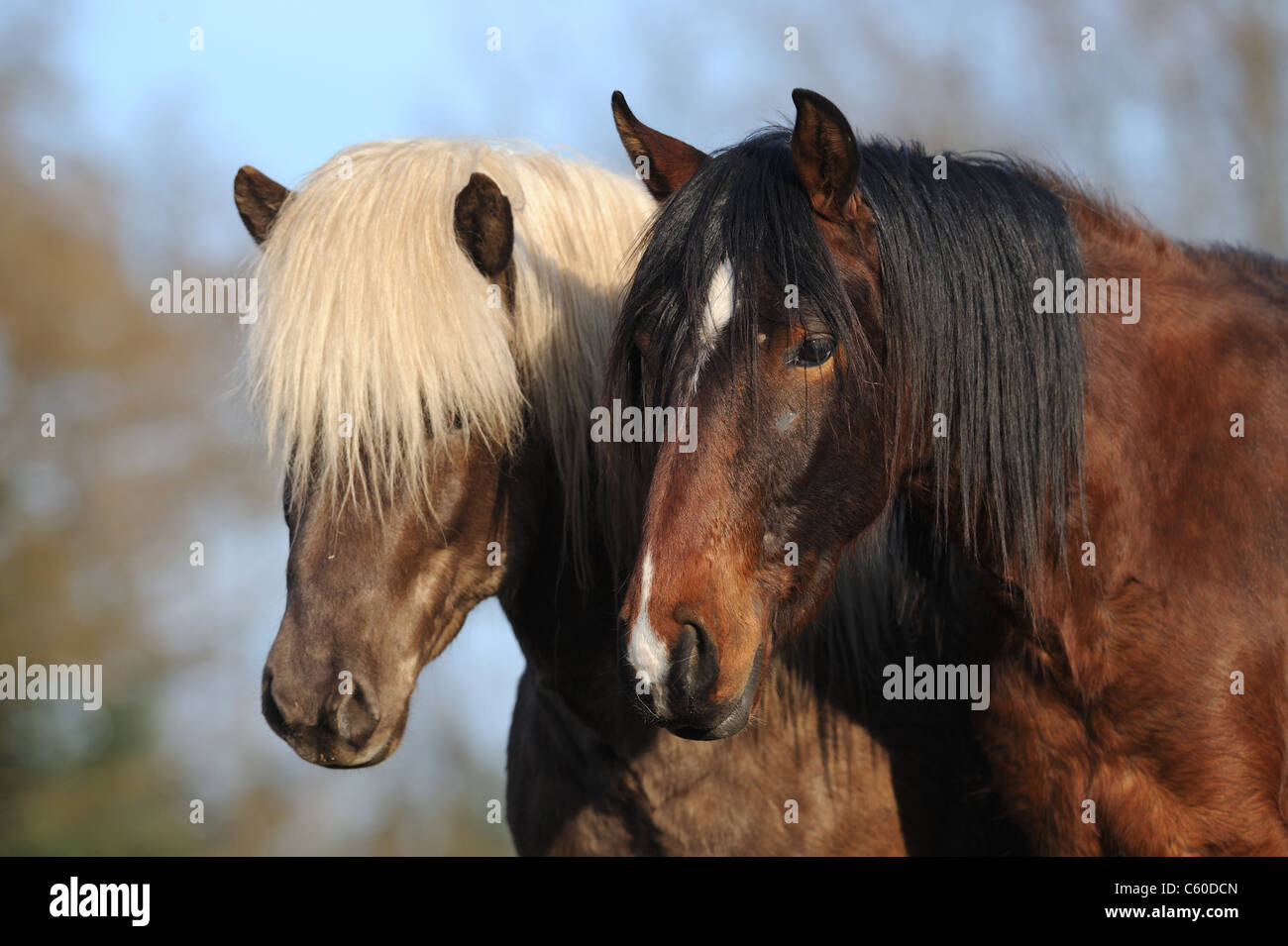 Mangalarga Marchador und isländische Pferd (Equus Ferus Caballus). Porträt von zwei jungen Hengsten auf einer Wiese. Stockfoto