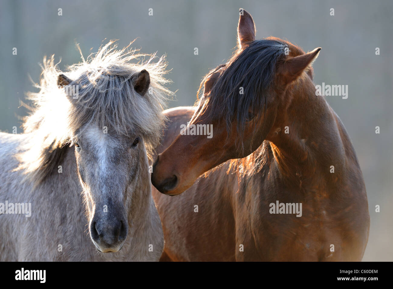 Mangalarga Marchador und isländische Pferd (Equus Ferus Caballus). Zwei junge Hengste kuschelte auf einer Wiese. Stockfoto