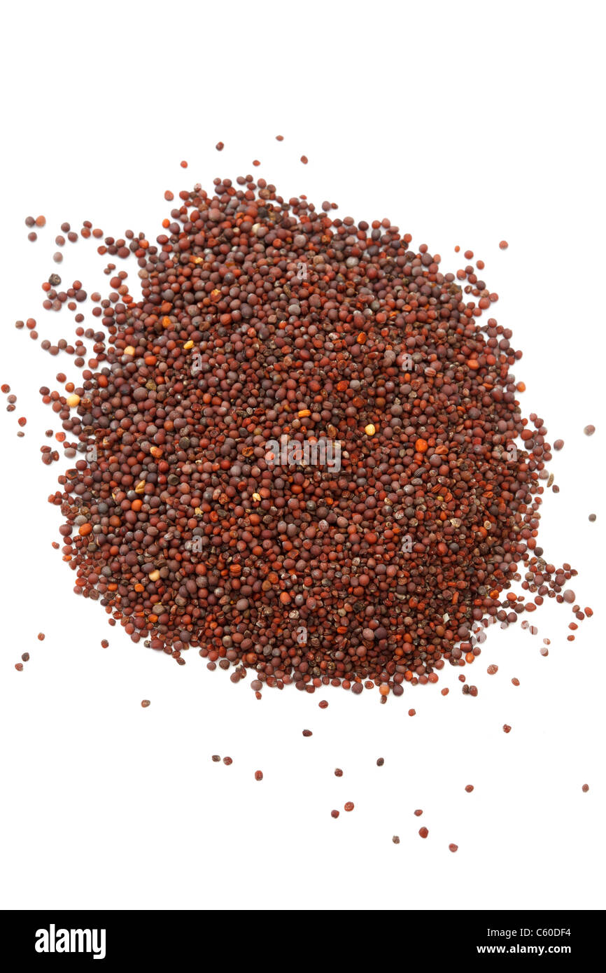 Schwarze Senfsamen Stockfoto